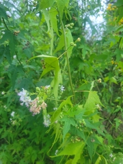 Ripariosida hermaphrodita