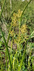 Cyperus esculentus