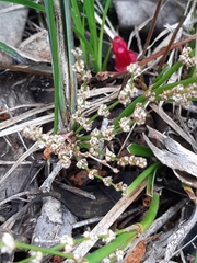Lomandra multiflora dura