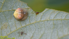 Cyrtarachne inaequalis