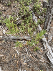 Acacia longifolia