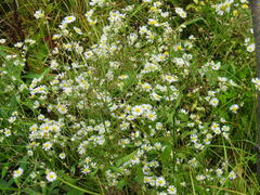 Erigeron