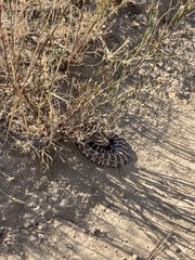 Crotalus oreganus oreganus