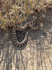 Crotalus oreganus oreganus