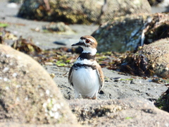 Charadrius vociferus