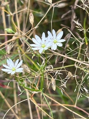 Stellaria graminea