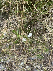 Stellaria graminea
