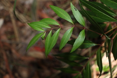 Polyscias sambucifolia