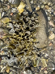 Fucus distichus