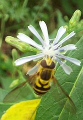 Syrphus knabi