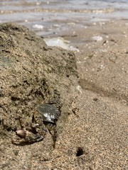 Grapsus albolineatus