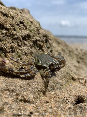 Grapsus albolineatus