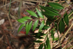 Polyscias sambucifolia