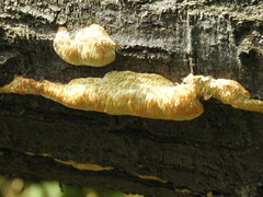 Radulomyces copelandii