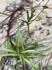 Pityopsis oligantha