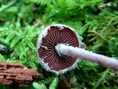 Melanophyllum haematospermum