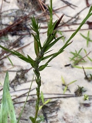 Pityopsis oligantha