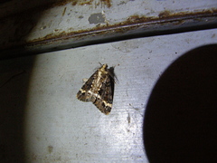 Pseudocoremia leucelaea