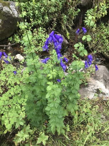 Columbian Monkshood