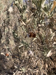 Rhopalomyia pomum