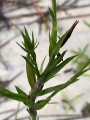 Pityopsis oligantha