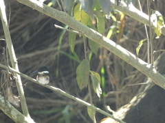 Chloroceryle americana