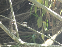 Chloroceryle americana