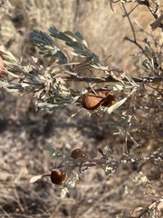 Rhopalomyia pomum