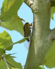 Megatibicen pronotalis