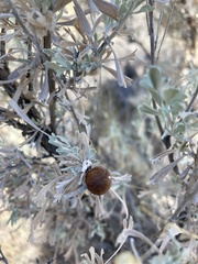 Rhopalomyia pomum