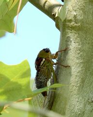 Megatibicen pronotalis