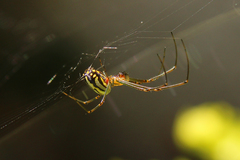Leucauge argyra