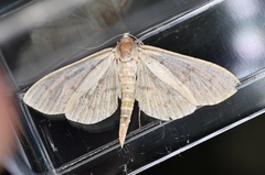 Herpetogramma aquilonalis