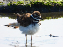Charadrius vociferus