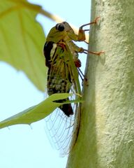 Megatibicen pronotalis