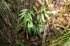 Polyscias sambucifolia