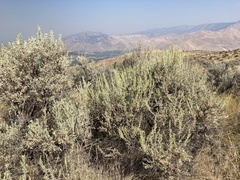 Artemisia tridentata