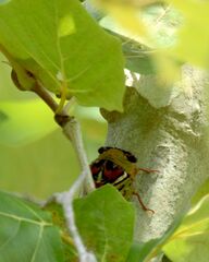 Megatibicen pronotalis