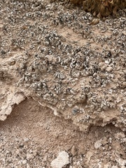 Arctomecon californica