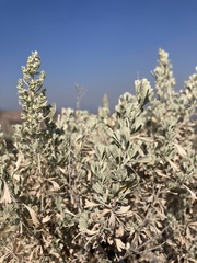 Artemisia tridentata