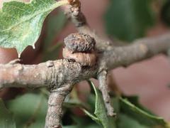 Disholcaspis prehensa