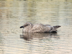 Larus glaucescens