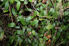 Smilax glyciphylla