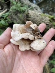 Lentinellus