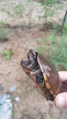 Sternotherus minor