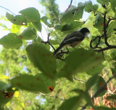 Poecile atricapillus