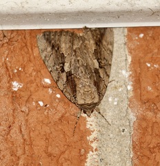 Catocala amatrix