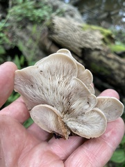 Lentinellus