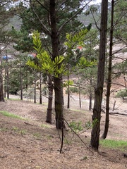 Acacia longifolia