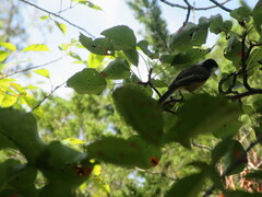 Poecile atricapillus